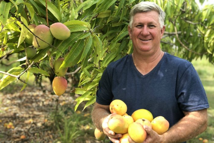 200,000 free mangoes