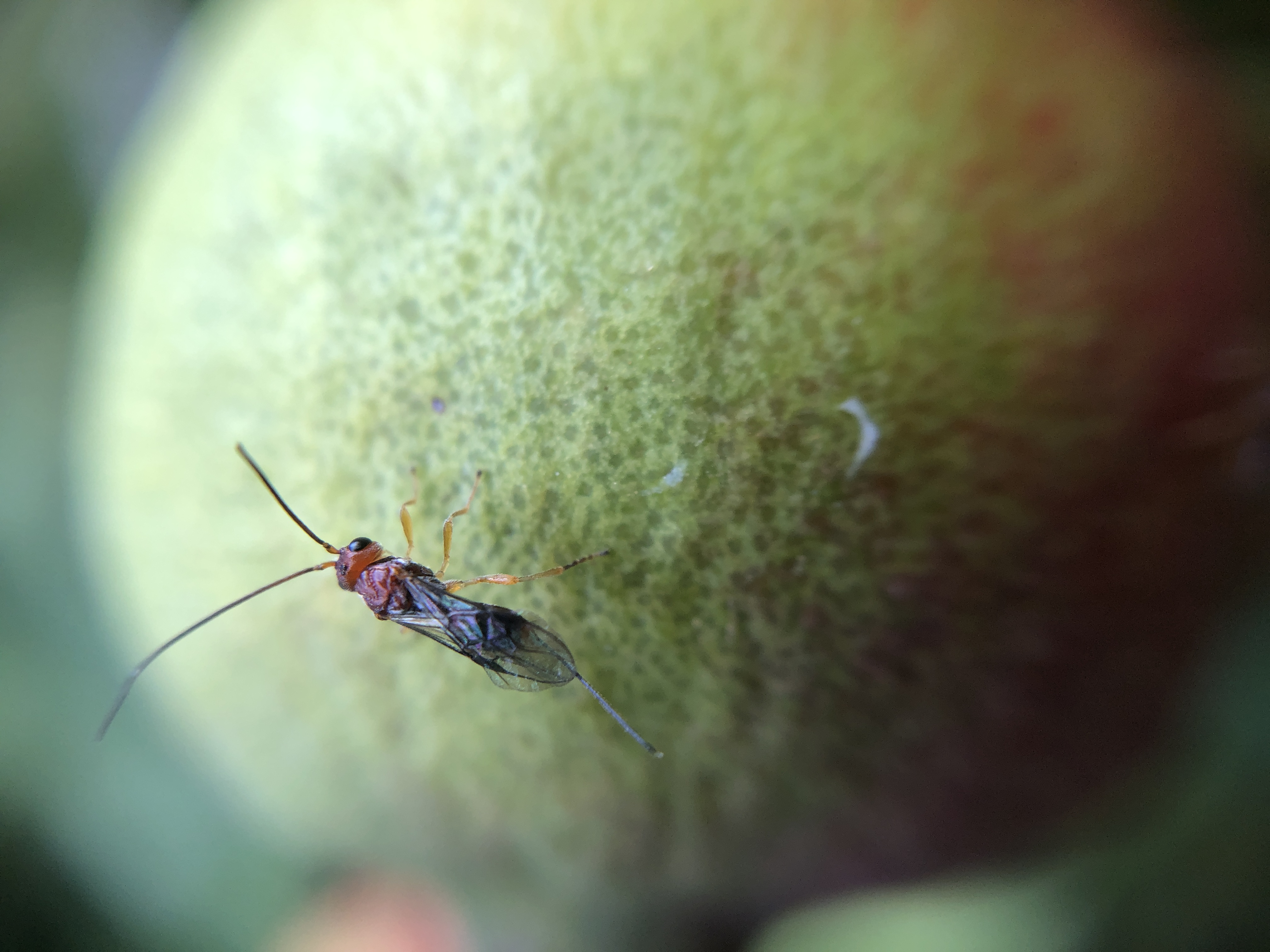Biocontrol research targets Qfly populations