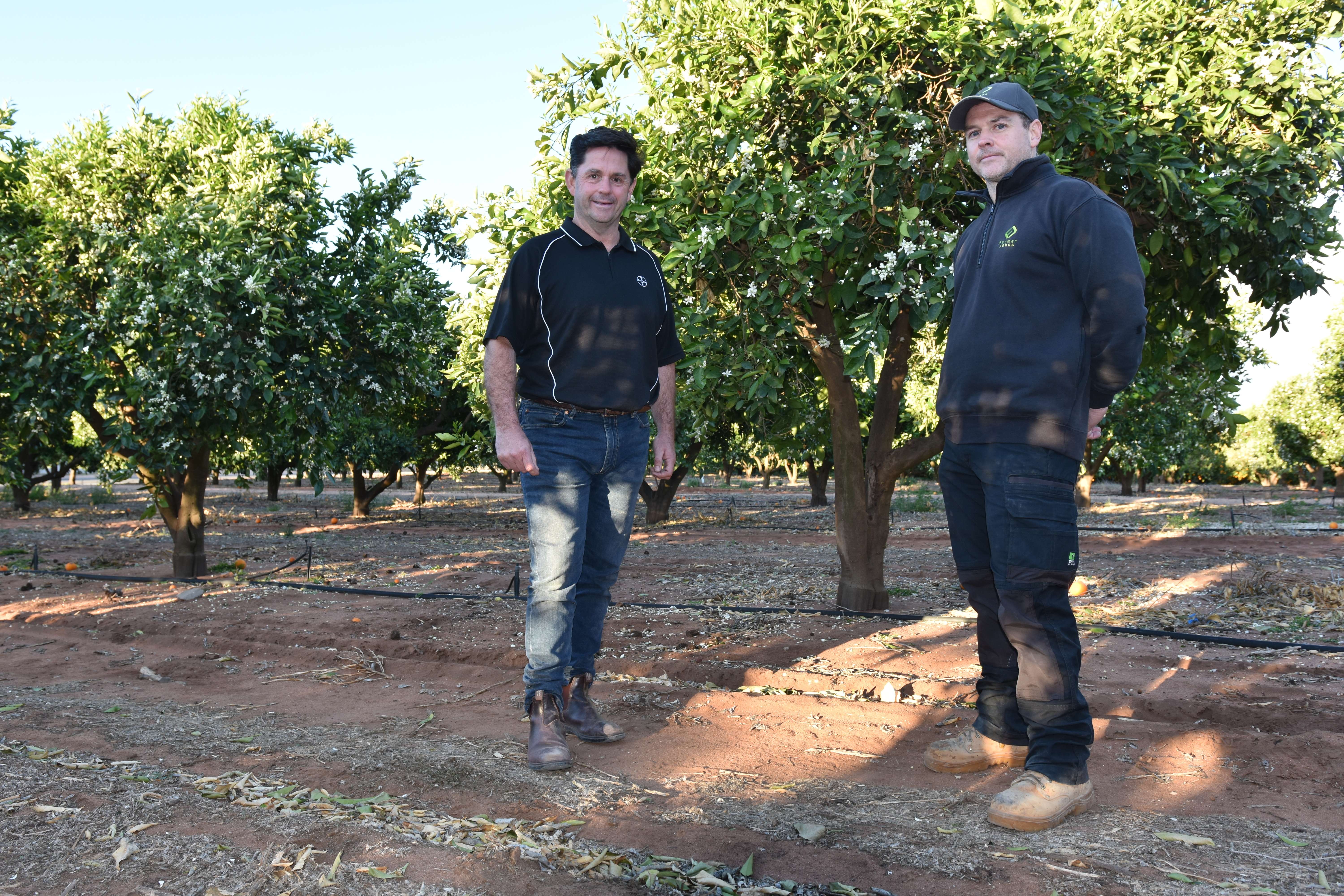 Growers get on top of weed management