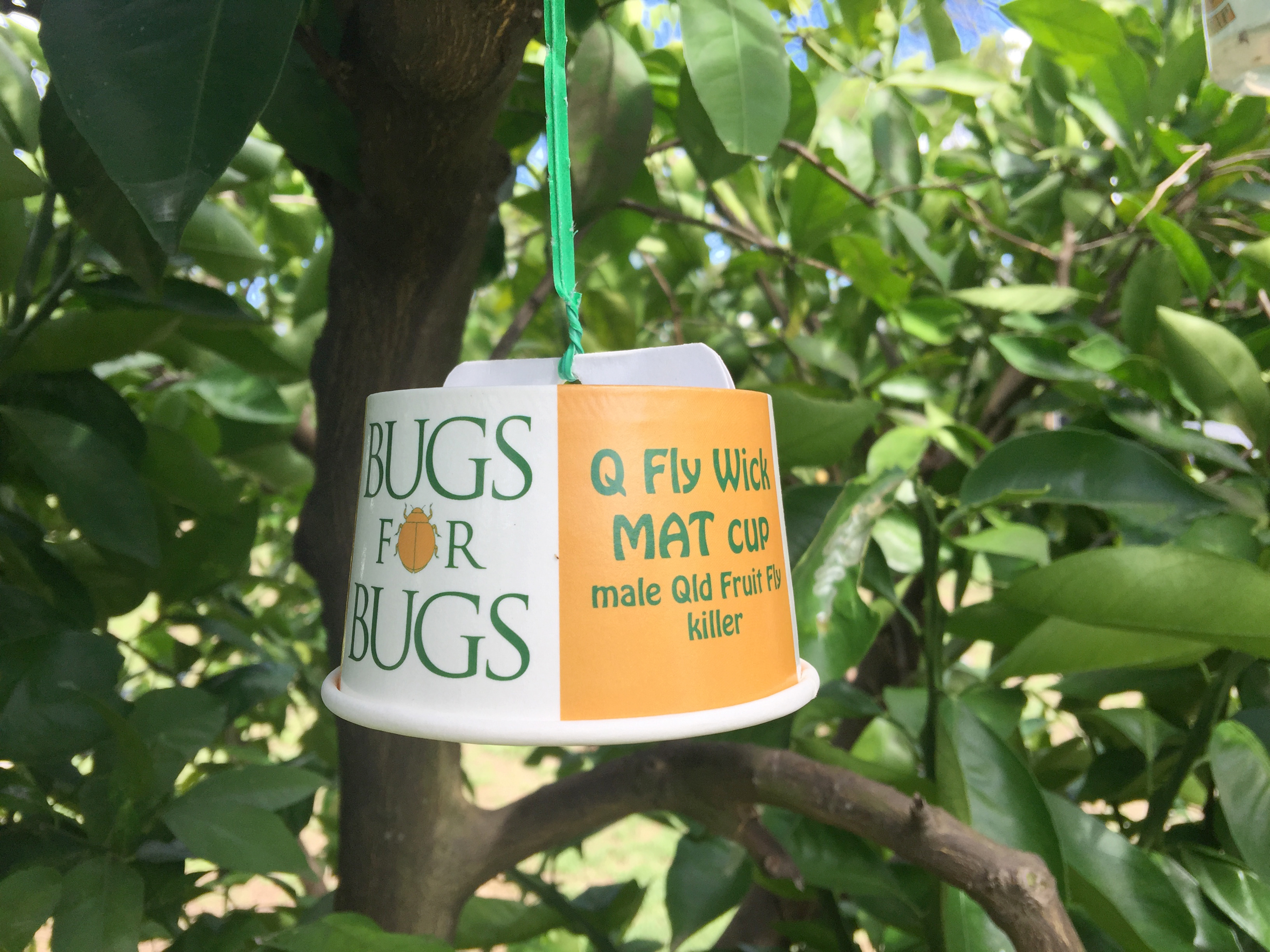 There’s no rest against fruit fly pest