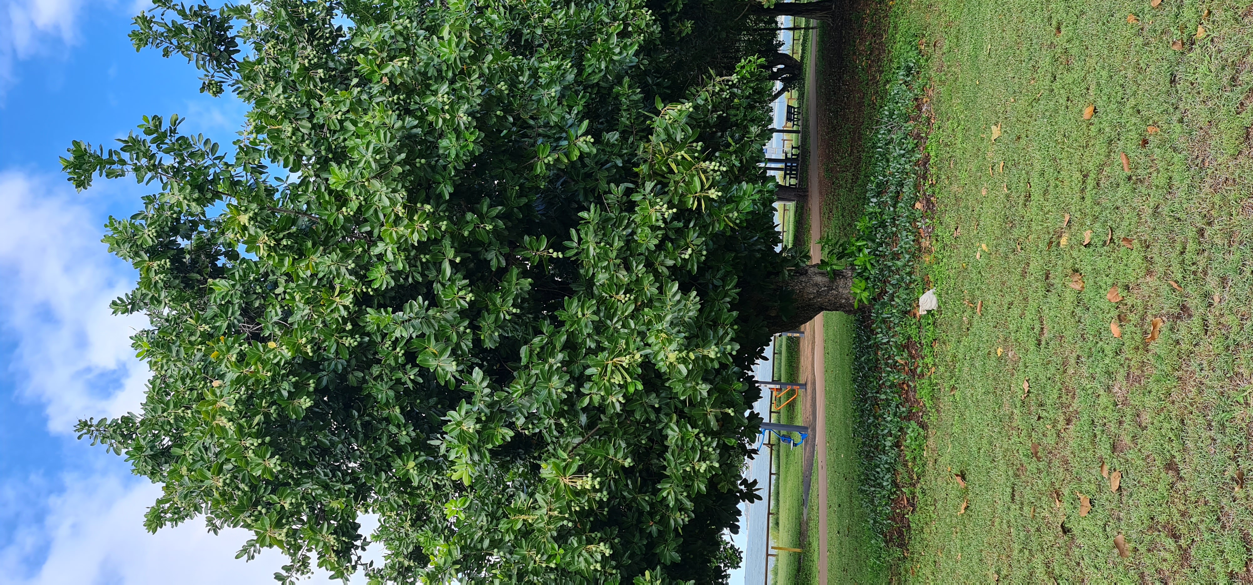 The beauty of the beauty leaf tree