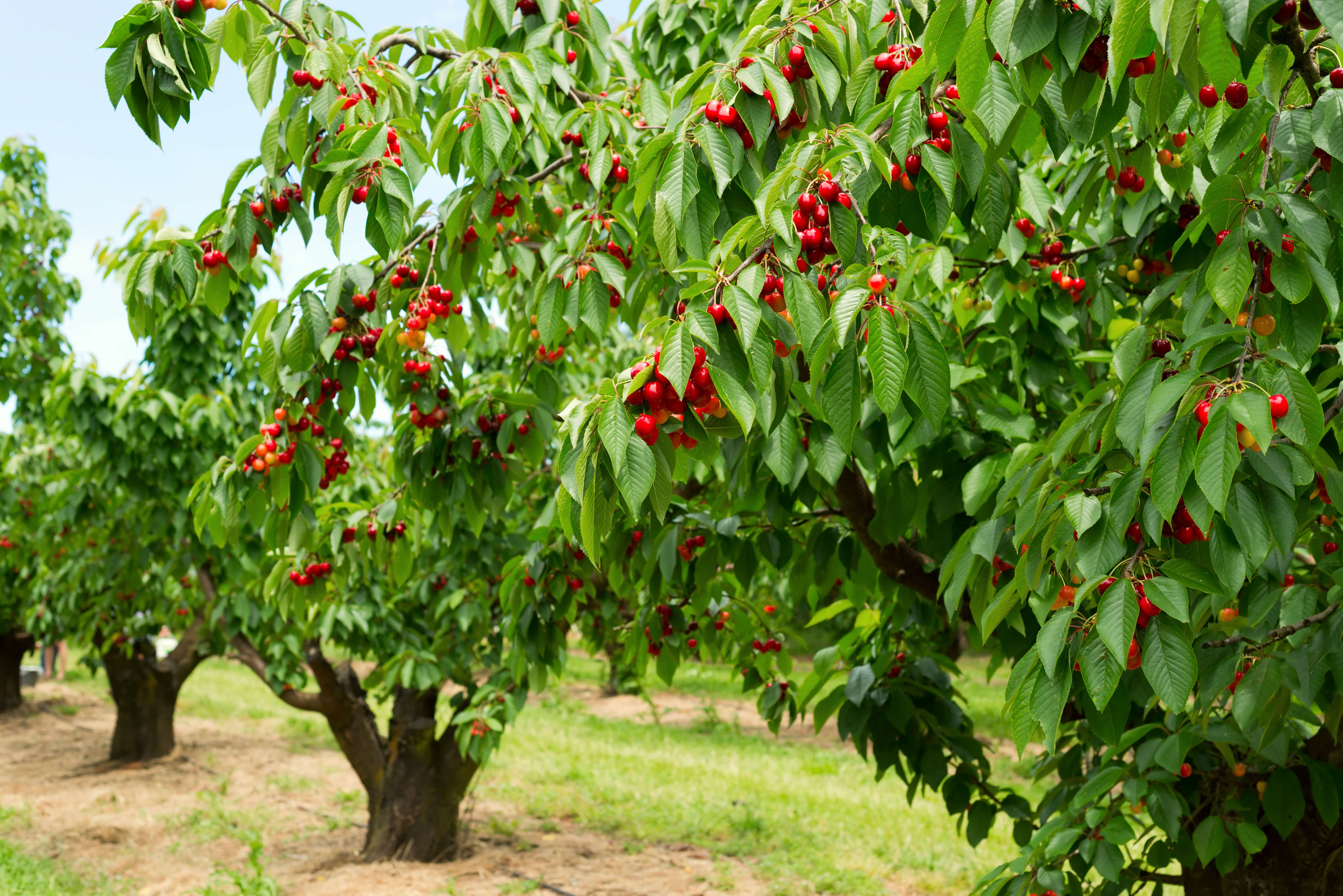 Parka brings new layer of protection for Australian growers