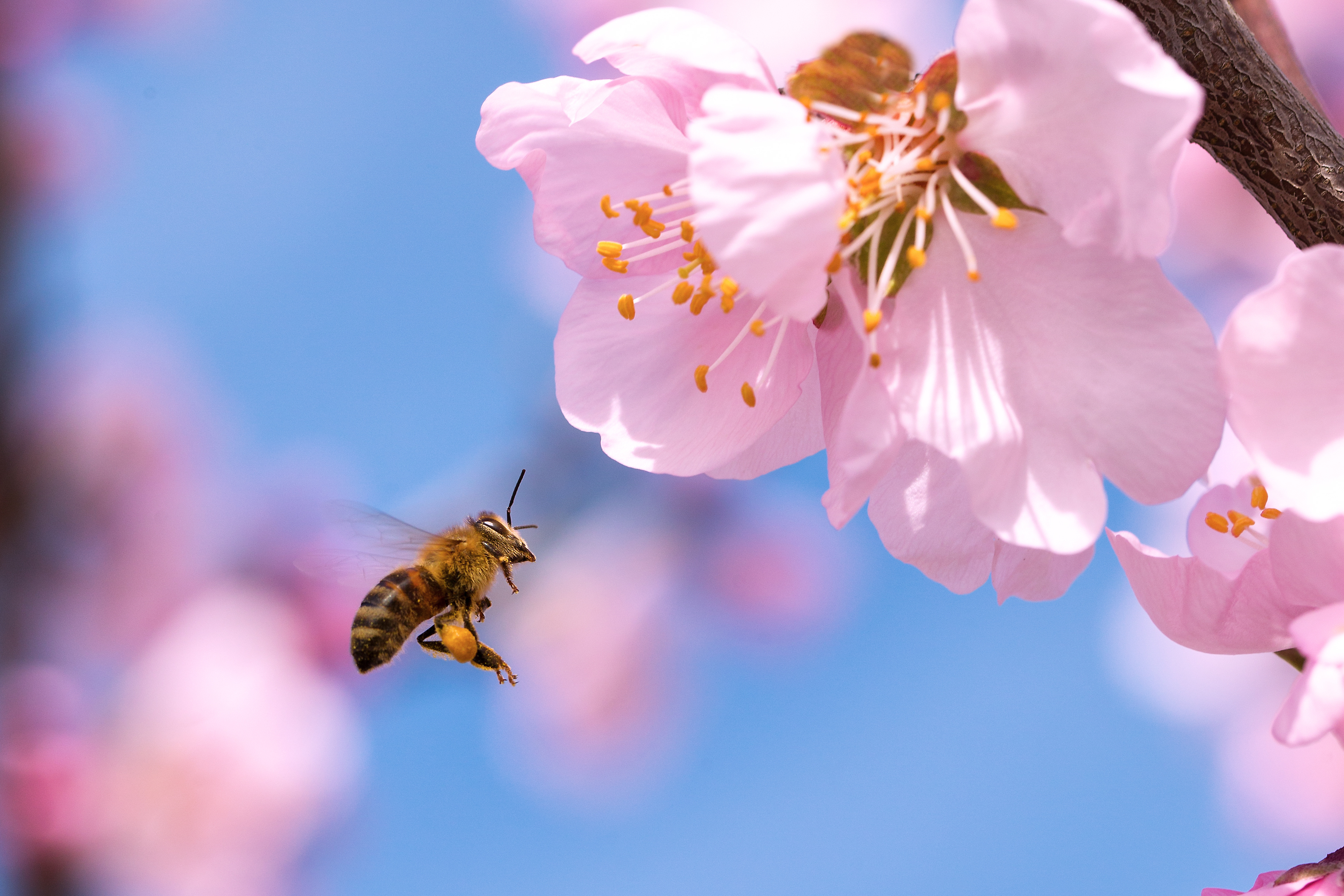 It’s easier than ever to ‘BeeConnected’