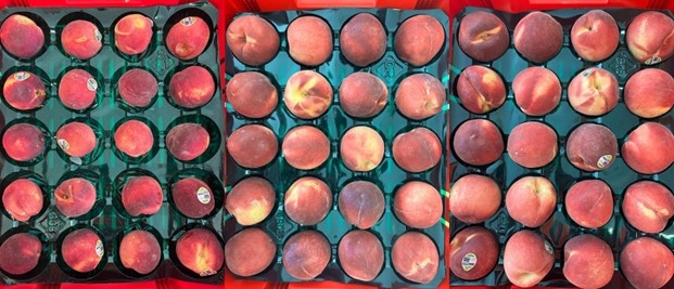 Extending white peach shelf life