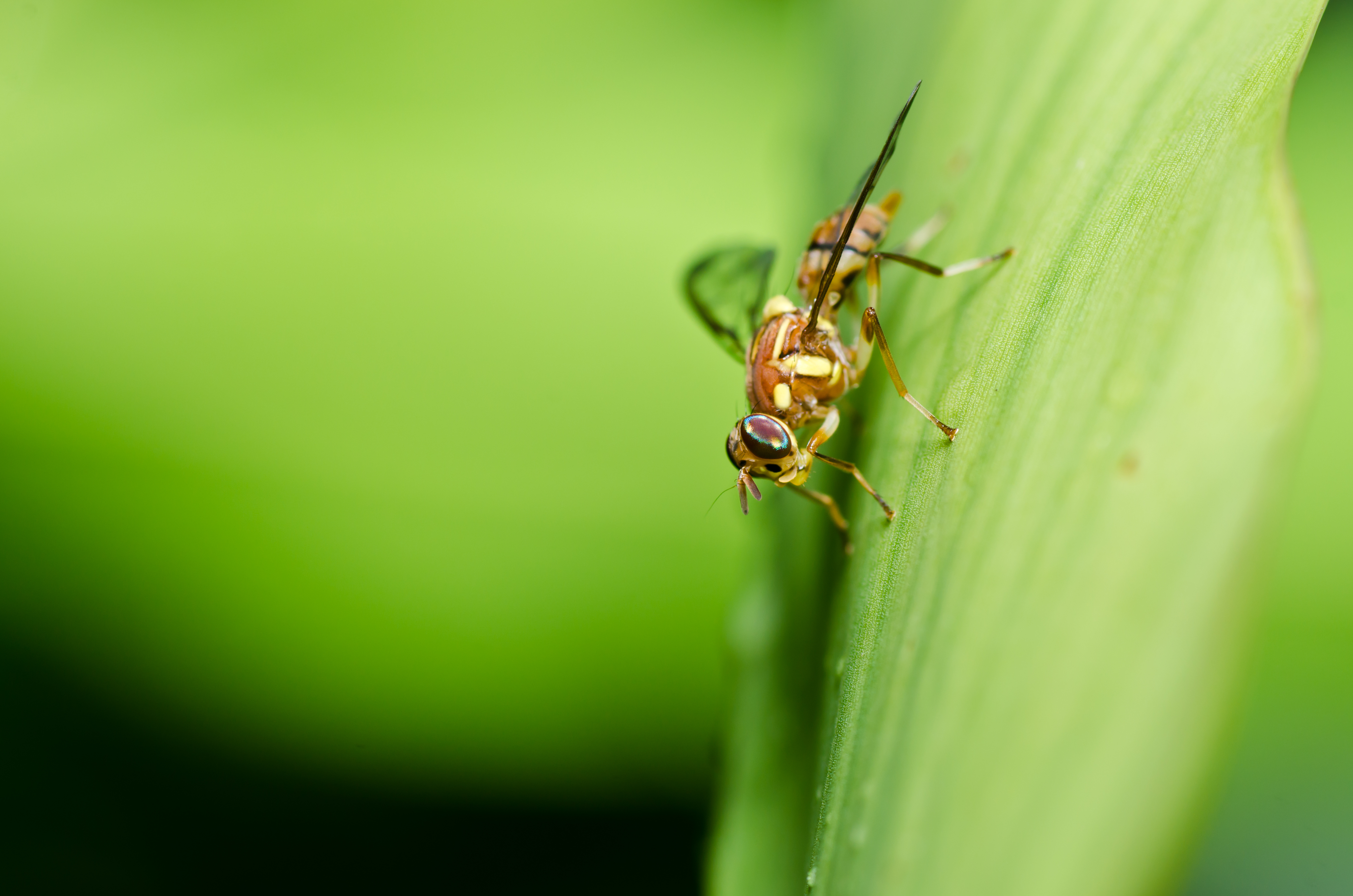 Fruit fly a potential industry wrecking machine