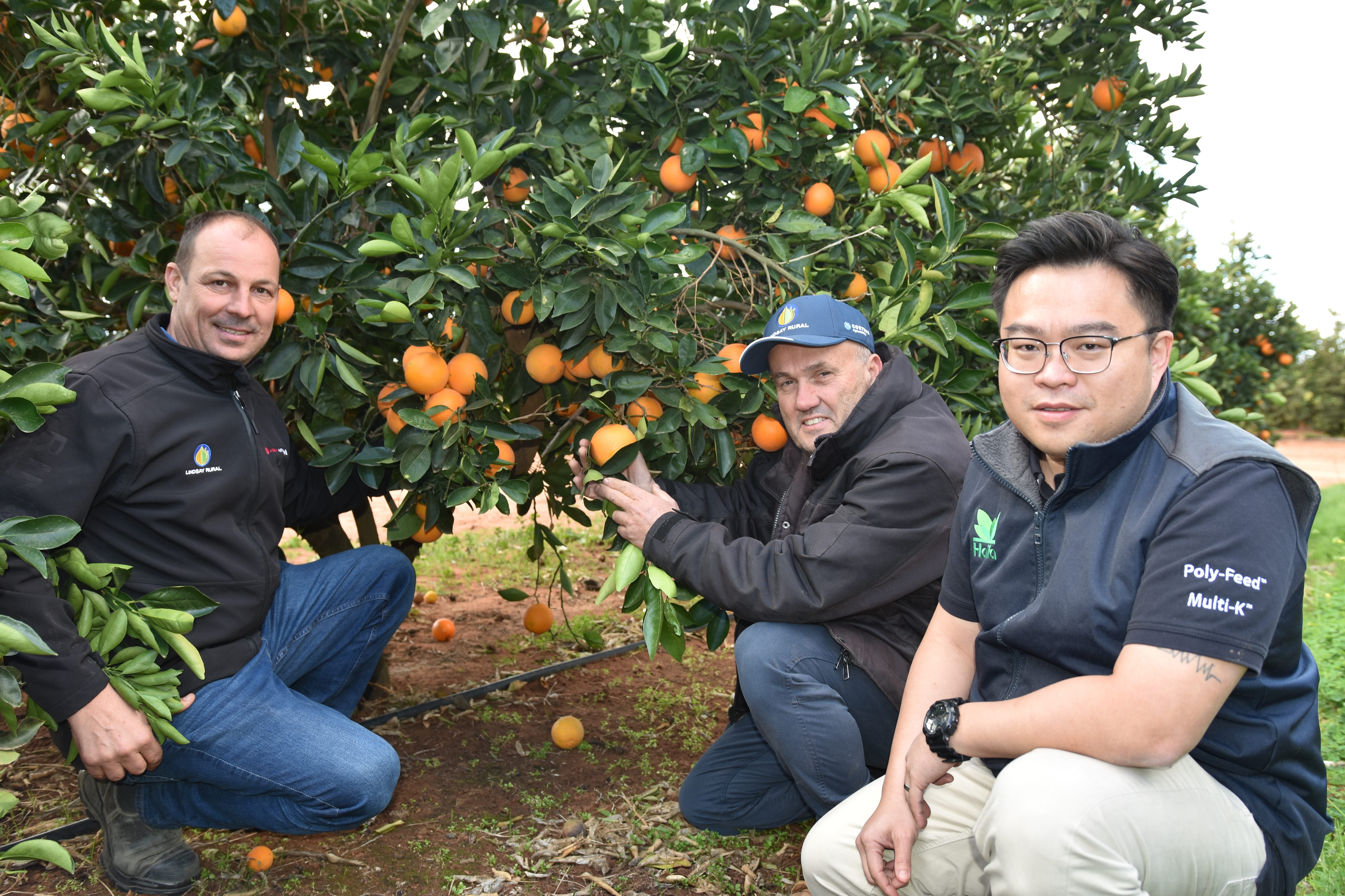 Fine tuning developing Sunraysia citrus orchard