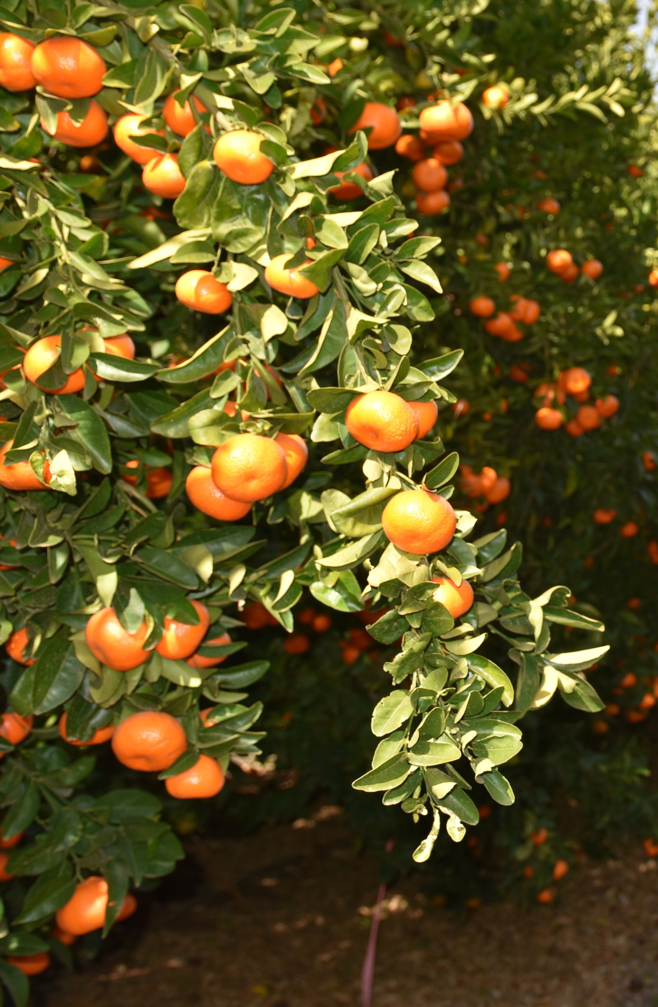 Ideal nutrient combination for flowering and fruiting