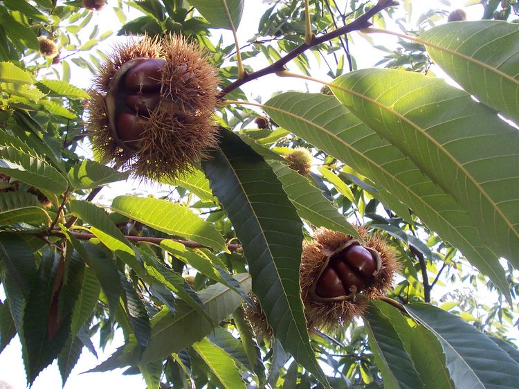 It’s all looking chipper for chestnuts