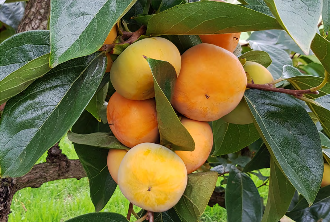 Updated plant protection guide