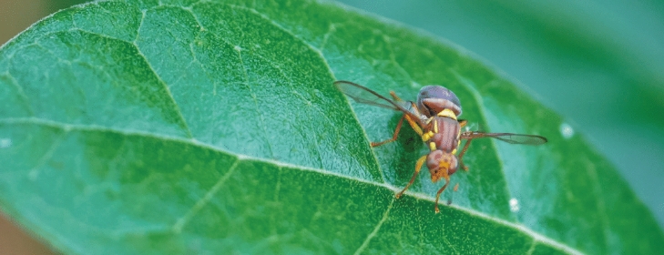 Annual risk of infestation by Qfly