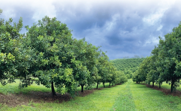 Cautious optimism for 2026 Australian macadamia crop