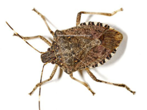 Bug boat booted due to biosecurity risk