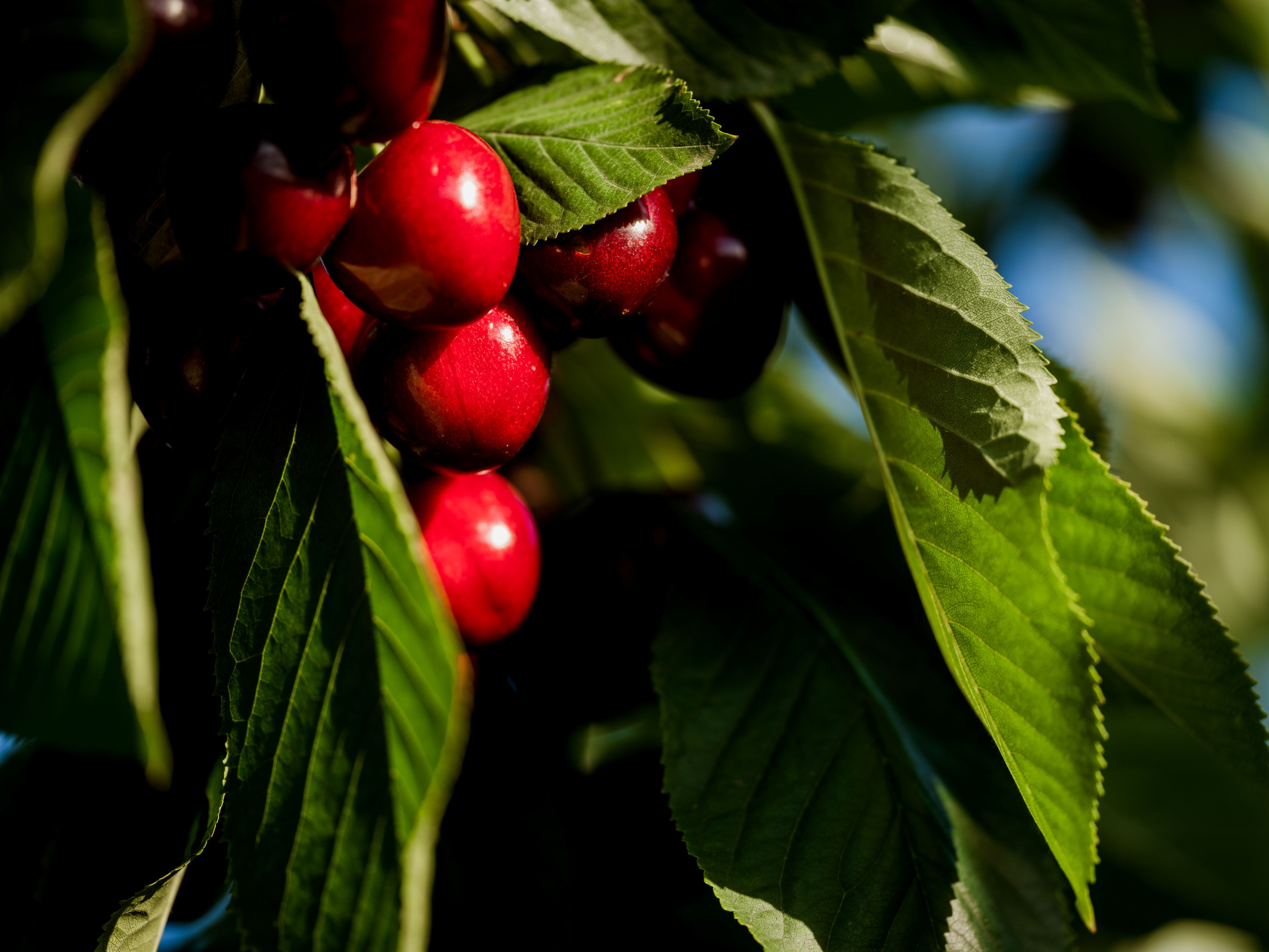 Stars align for Tasmanian cherry exporters