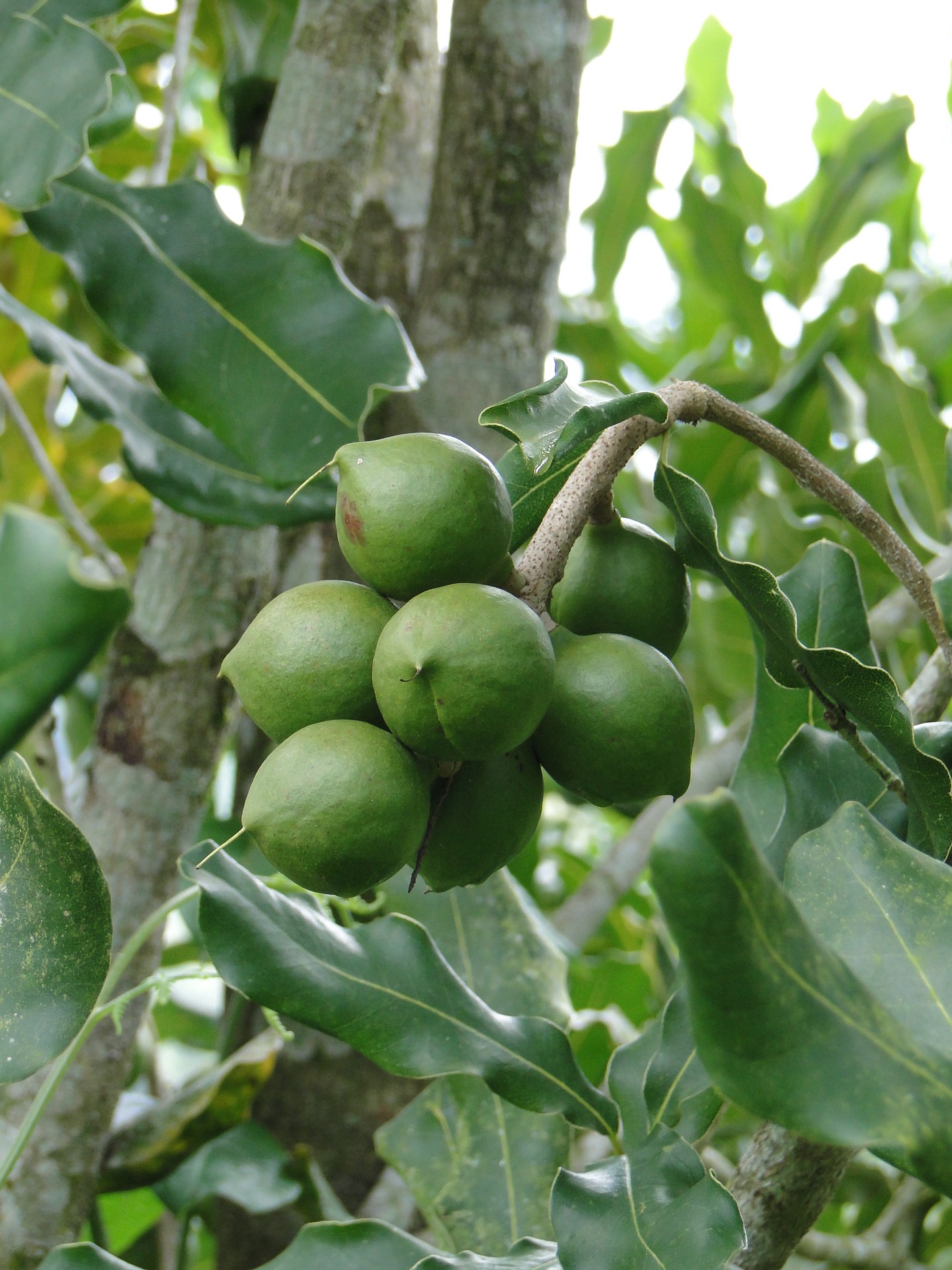 Cracking a tough nut for macadamia growers
