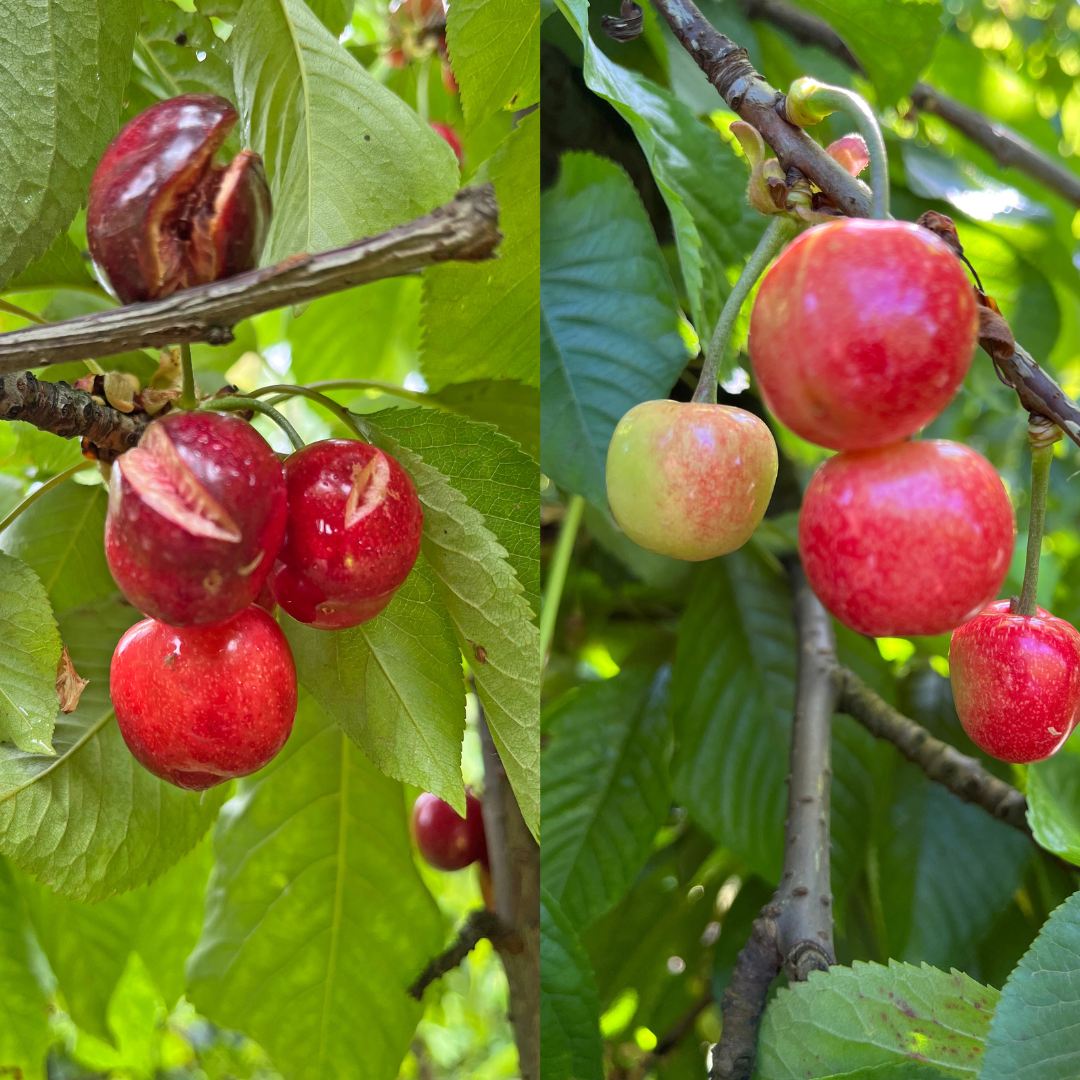 Cherry Case Study Biological boosts cherry yield and storage