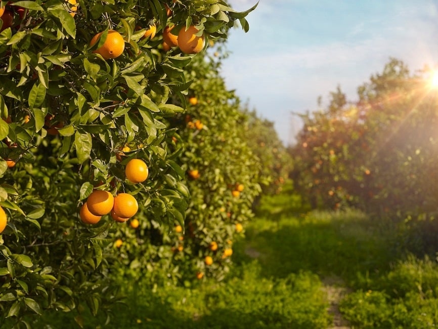 Horticulture exports surge to record-breaking $3.5 billion