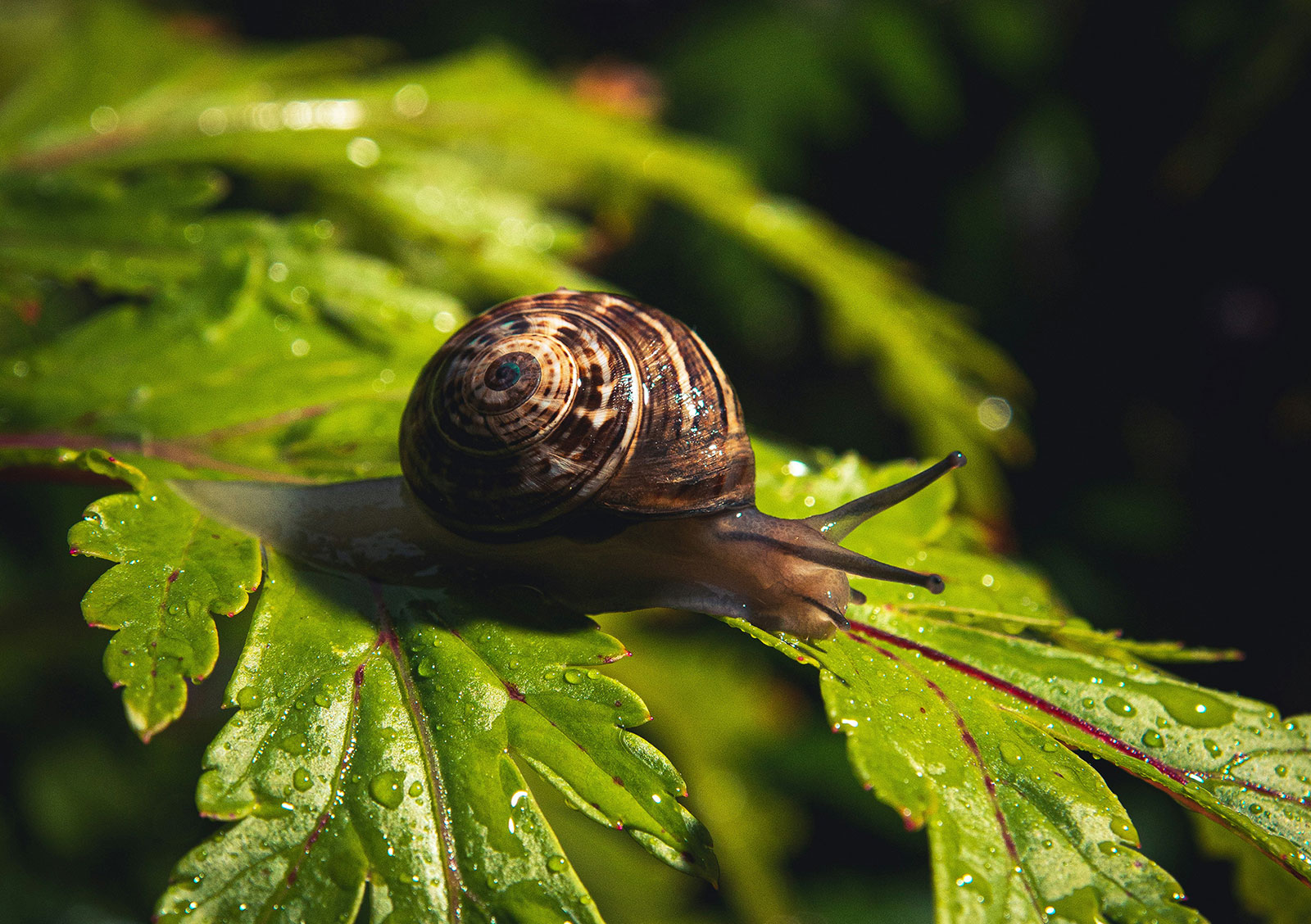 Snail activity ramps up in autumn