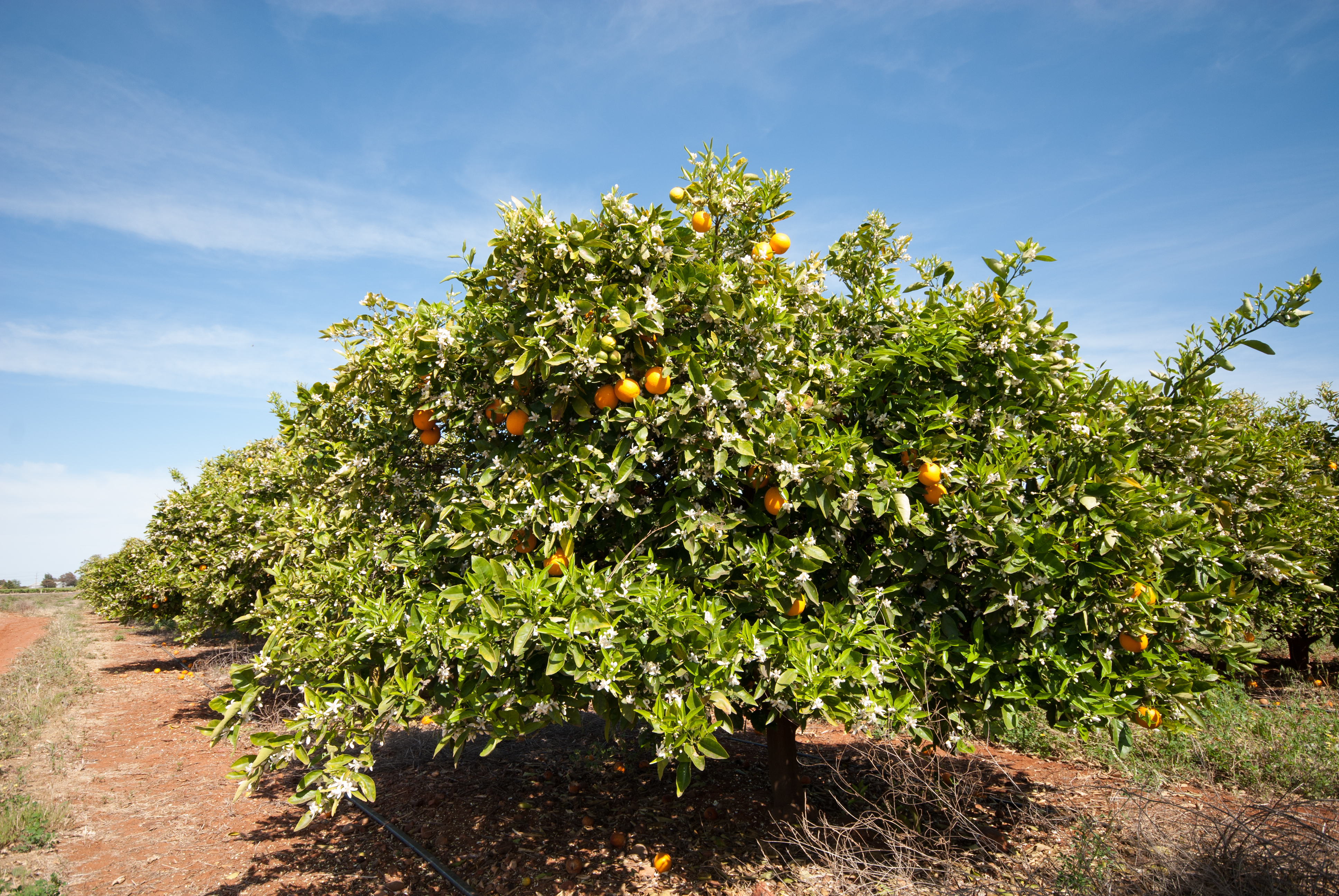 Steps to success with tree crop nutrition